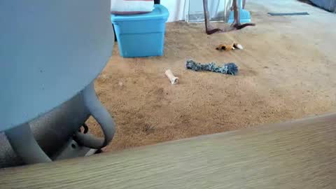 armalite16 online show from October 12, 1:38 pm