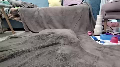 bluealpakka online show from April 11, 12:41 pm