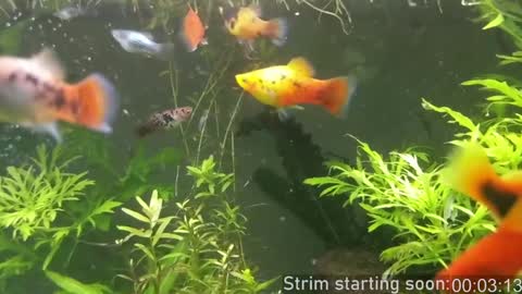 Booker Baxton online show from December 18, 4:09 am