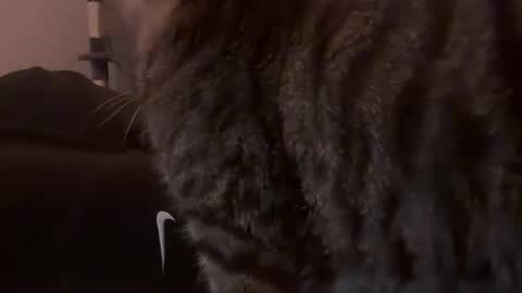 ChillGuyAVGsize online show from February 12, 7:25 am