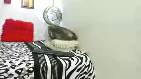 Choco online show from October 25, 6:15 am