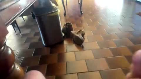 curicat69 online show from February 4, 7:58 am