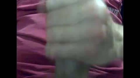 PencilDick online show from January 31, 9:37 am