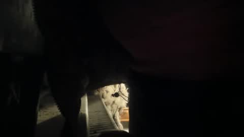 handncocknocum online show from December 8, 5:22 pm