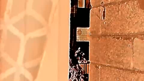 Sahid C online show from May 23, 1:49 pm