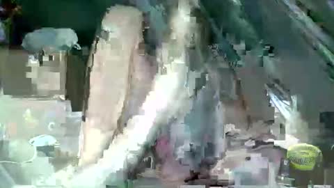 mudjimba online show from February 17, 4:39 pm