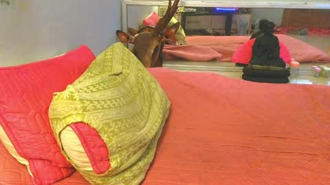 xxSeXSouLxx online show from May 25, 6:41 am