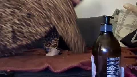 Julian Kinky Bi-guy online show from January 20, 3:04 am