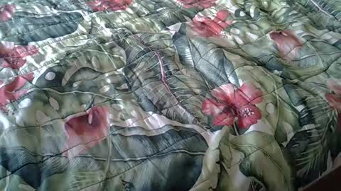 Rocco-load online show from February 23, 3:37 pm