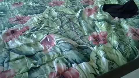 Rocco-load online show from January 15, 3:39 pm