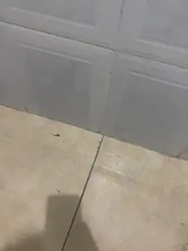 rafahpirusudo online show from March 18, 9:01 am