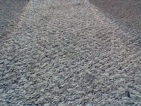 LongDickLance online show from February 24, 2:01 am