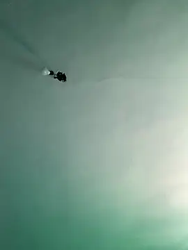 diegocc271 online show from January 31, 5:42 pm