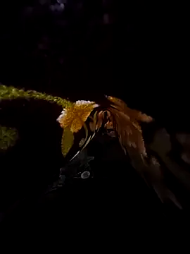 SageElement2 online show from March 14, 8:17 pm