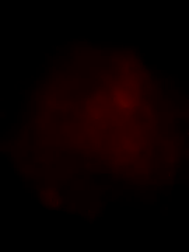 Ozomitro online show from March 13, 4:23 pm