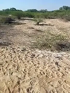 Delhi BoyBigcock online show from March 11, 3:05 am