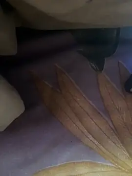 HARSHHU01 online show from March 16, 5:28 pm