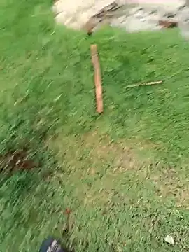 dolphiinn online show from October 21, 11:02 am