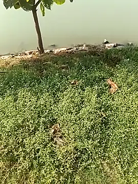 king godgm online show from December 21, 4:09 am