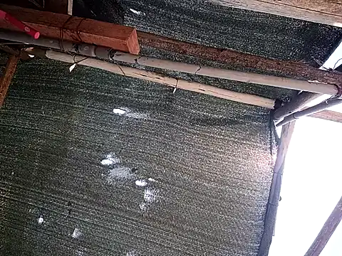 0281nosyehj online show from April 1, 4:48 pm