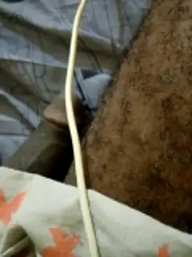 bigdaddyaka360 online show from March 26, 8:02 pm