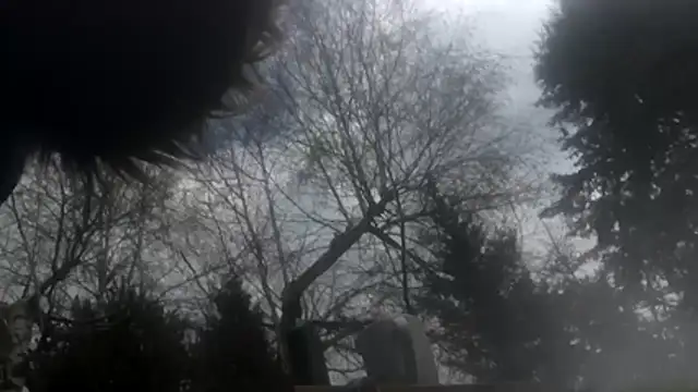 dongoralesko77 online show from April 11, 10:19 am