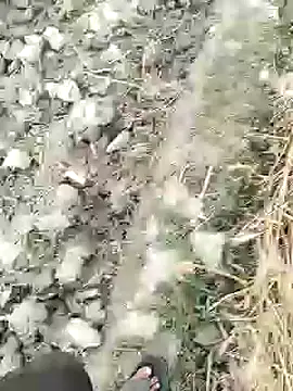 ThethunderPo online show from April 1, 2:46 am