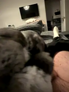 Furdale online show from November 14, 4:52 pm